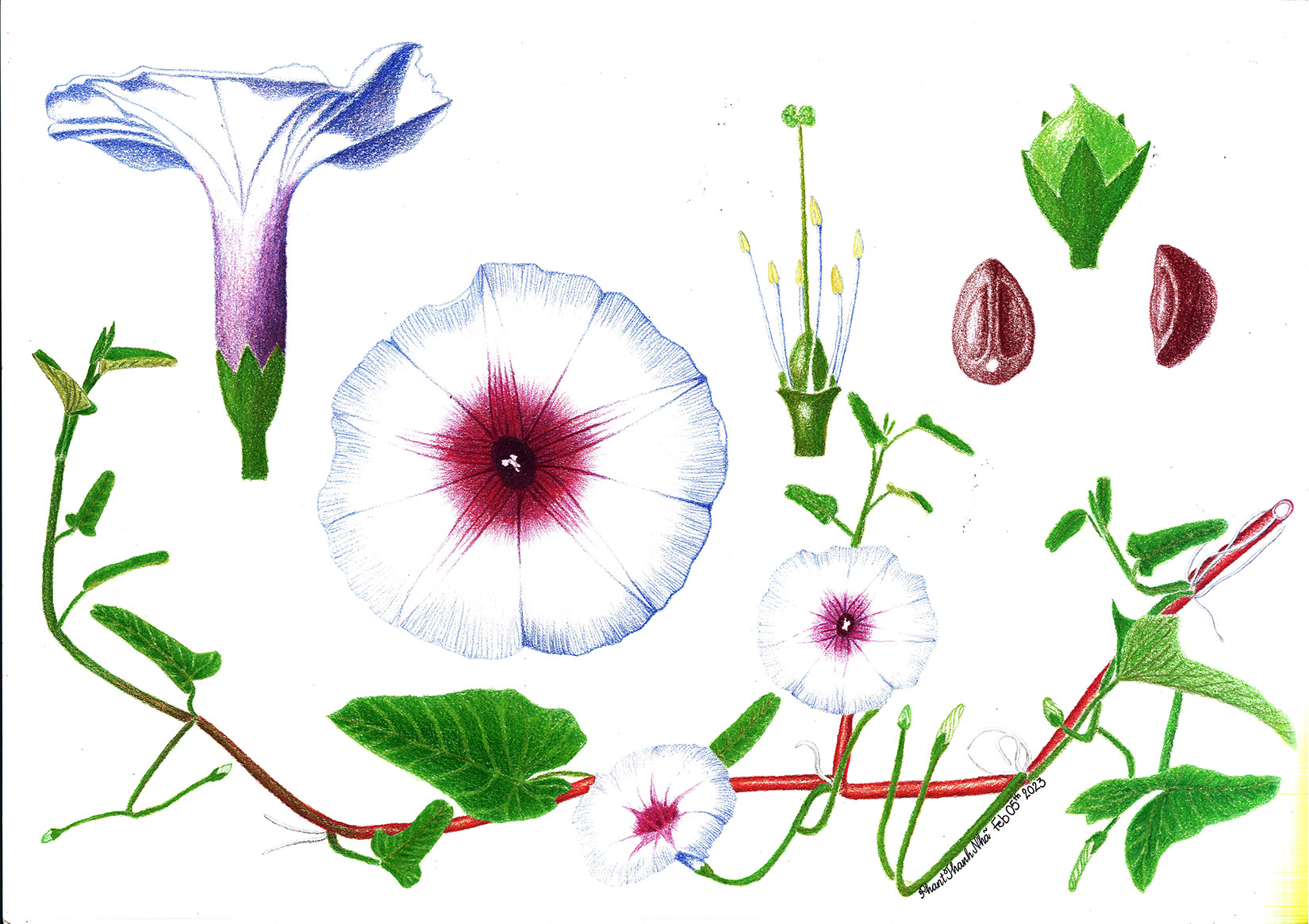 Ipomoea aquatica Forssk. - Rau muống