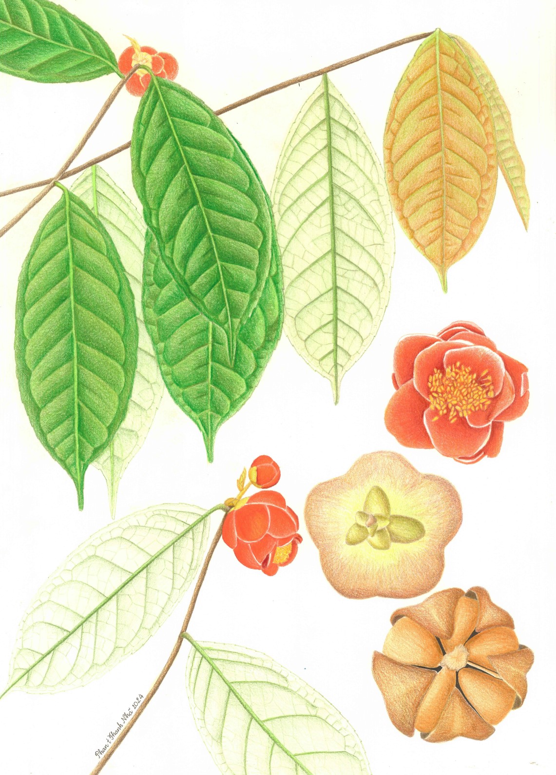 Camellia annamensis N.S.Lý, V.D.Luong, N.D.Do, T.H.Lê & Thi L.Nguyen - Trà mi Trung bộ