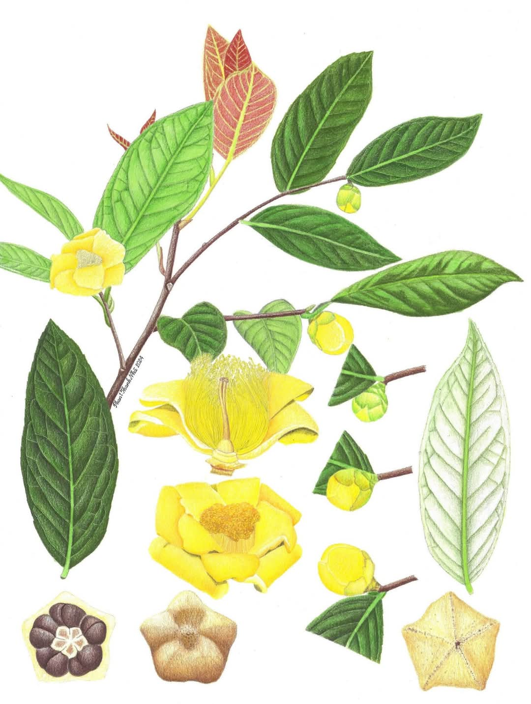 Camellia bugiamapensis Orel, Curry, Luu & Q.D.Nguyen - Trà mi Bù Gia Mập