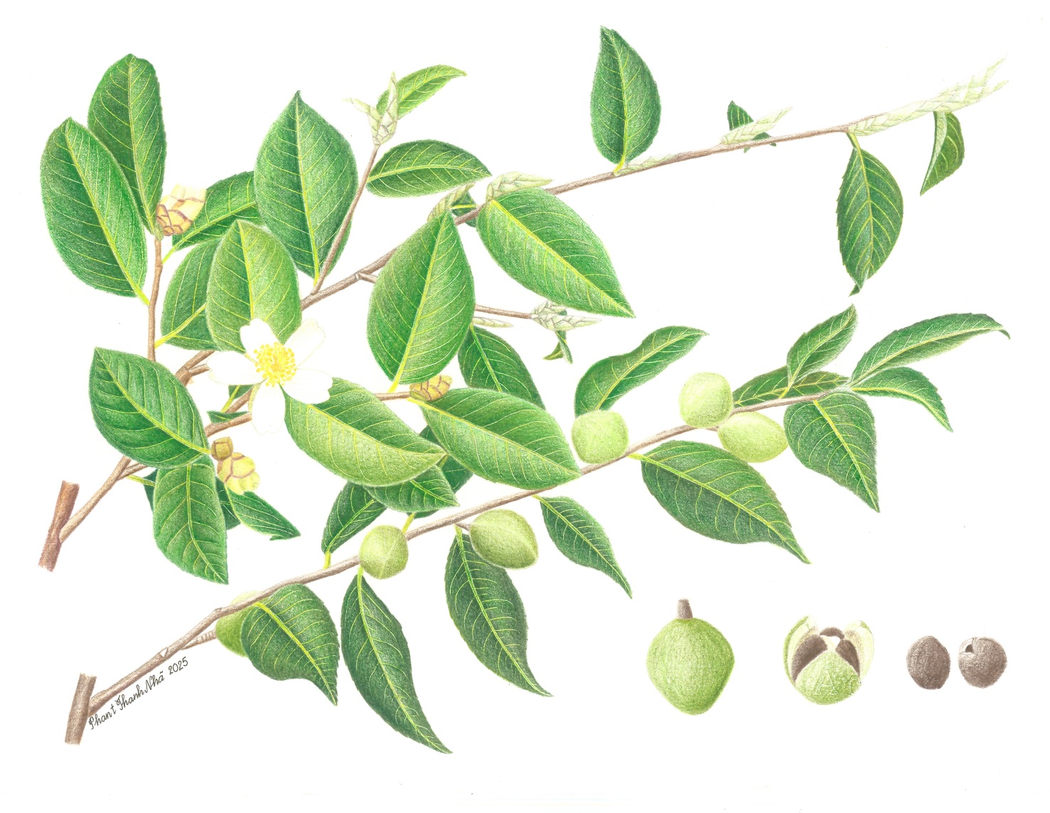 Camellia kissi Wall. - Trà nhụy ngắn