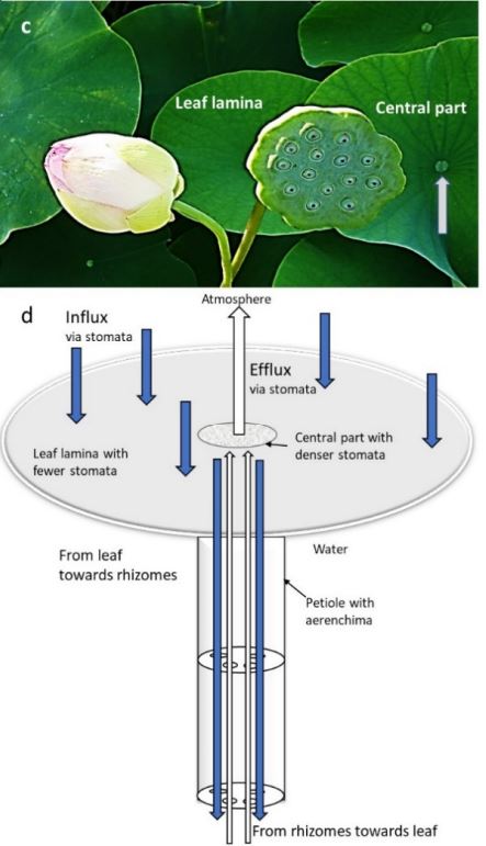 Hệ thống thông khí ở lá sen