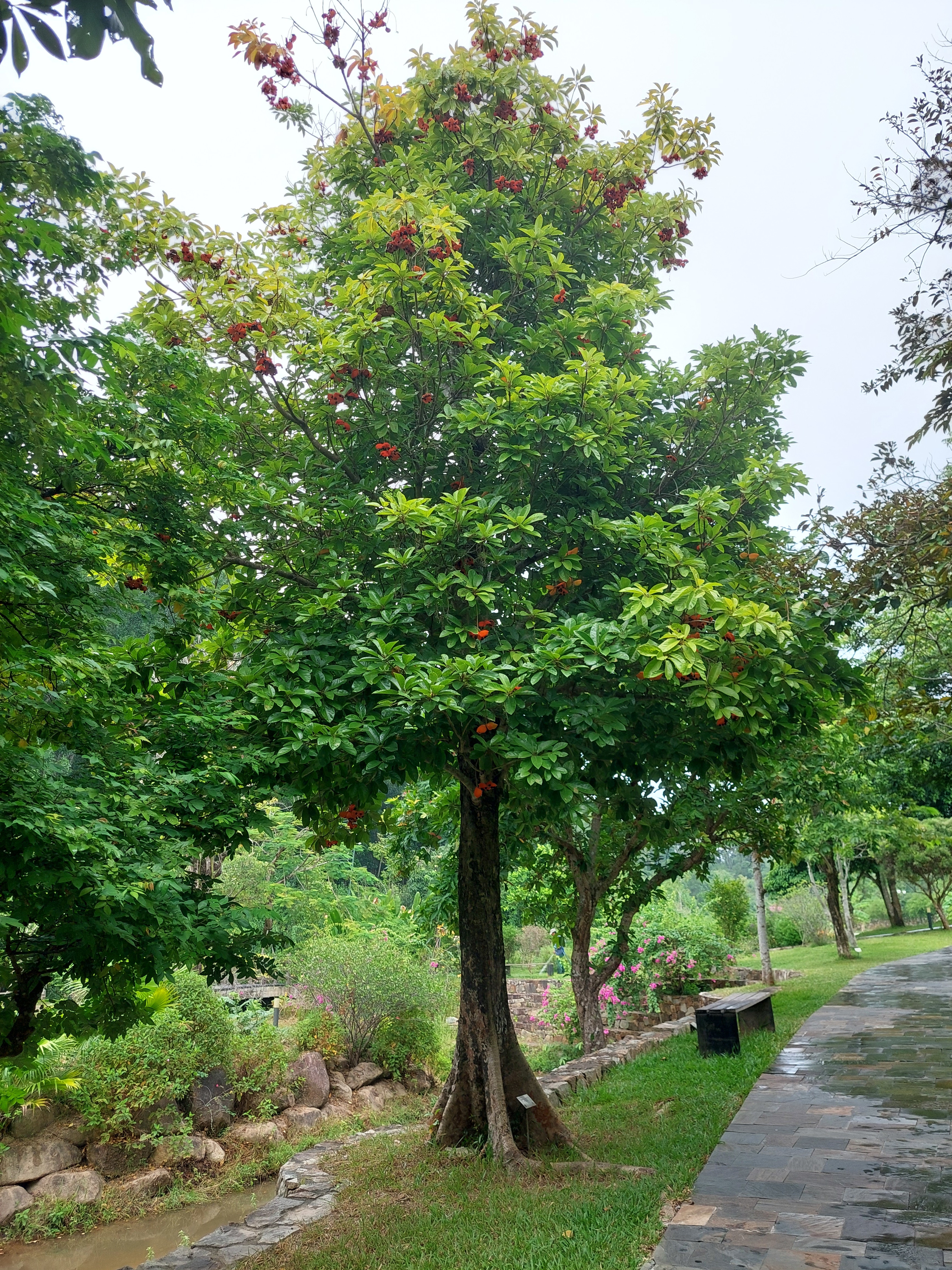 Cây Sang (Sterculia sp.) đang độ sai trái