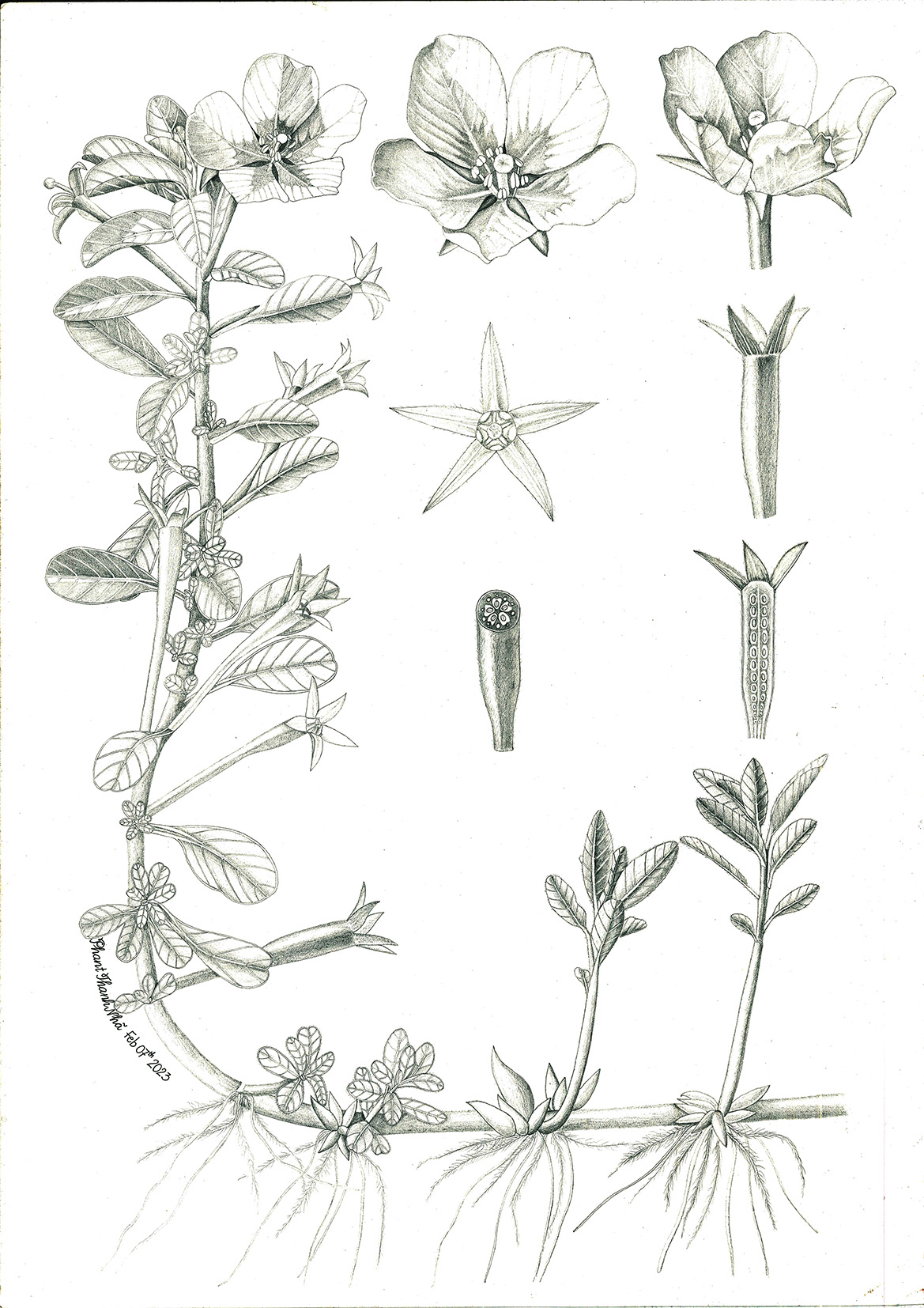 Rau dừa - Ludwigia adscendens (L.) H.Hara có phần thân nằm ngang, có phao khi mọc trên nước và mọc thẳng đứng, không phao khi mọc trên cạn.