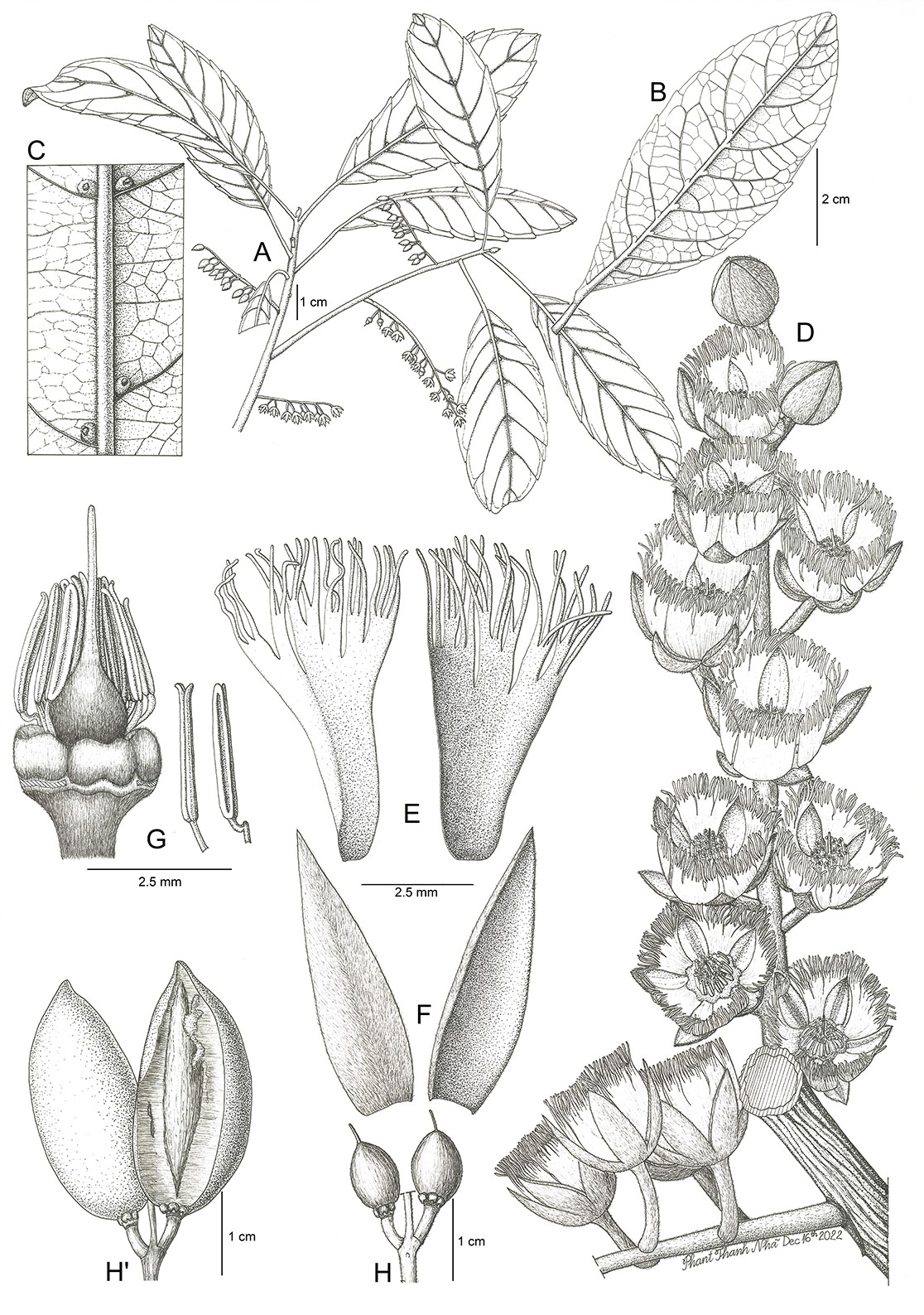 Elaeocarpus hygrophilus Kurz. (Cà na)