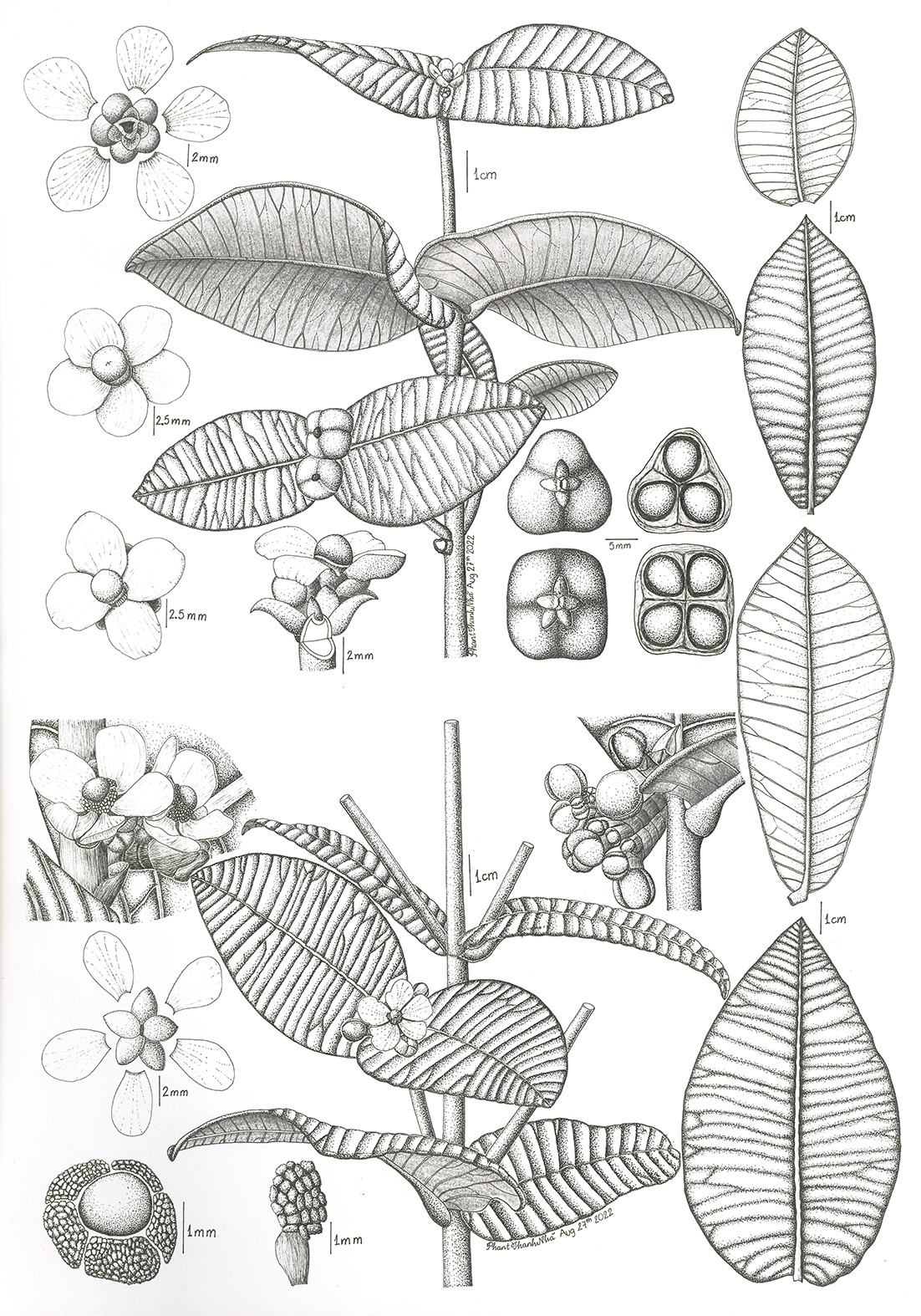 Garcinia phuongmaiensis V.S.Dang, H.Toyama & D.L.A.Tuan (Bứa Phương mai)