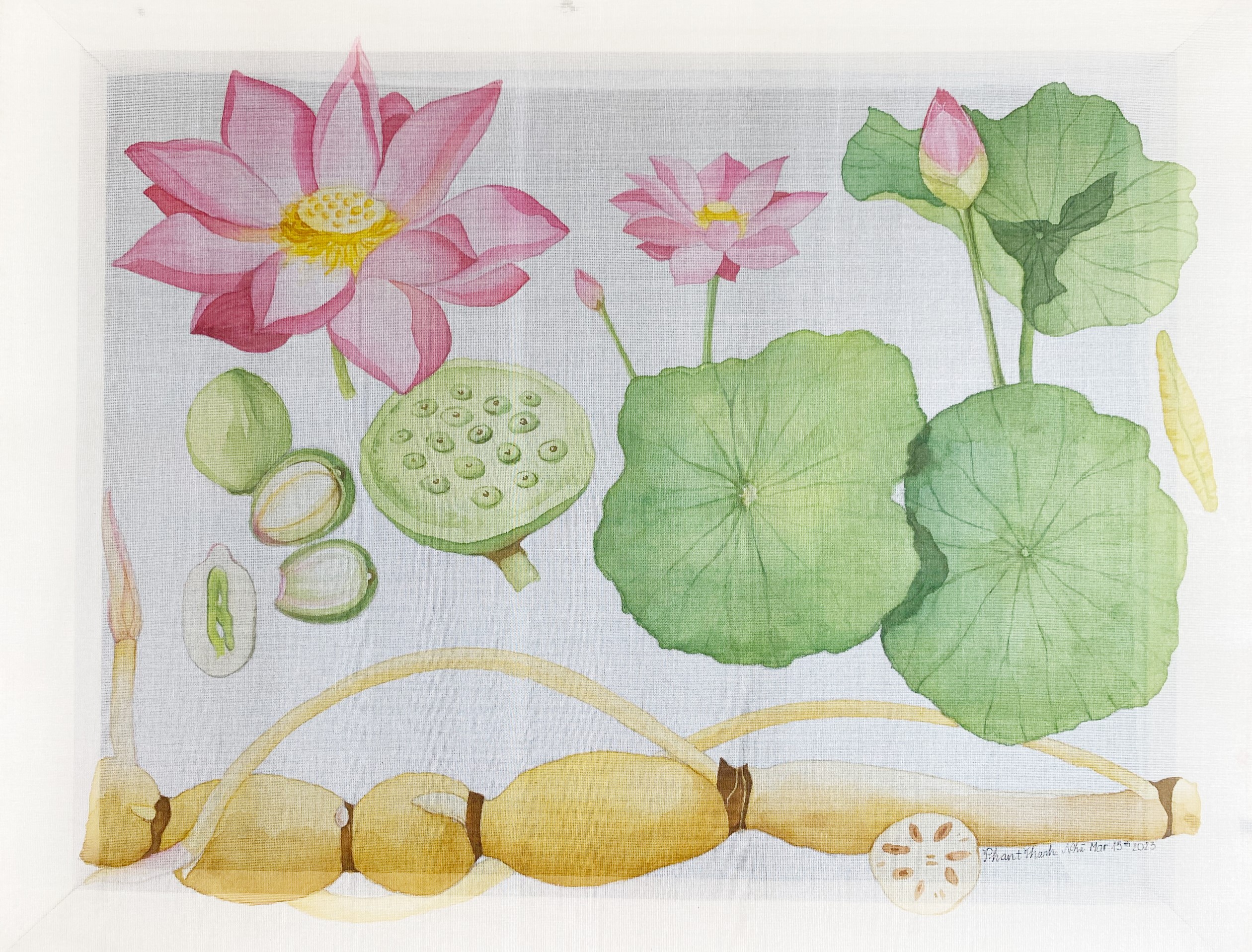 Nelumbo nucifera Gaertn. (Sen hồng)