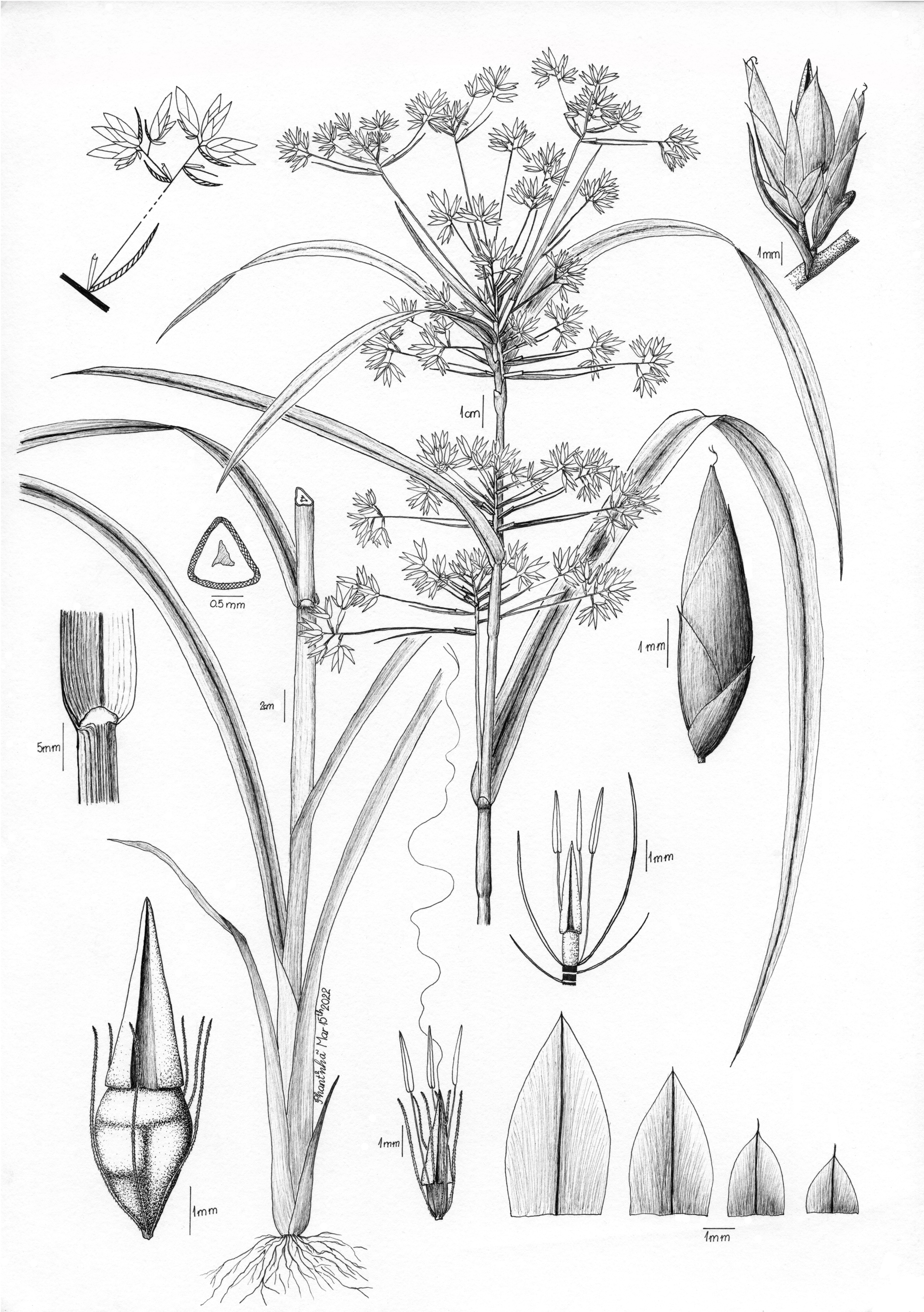 Rhynchospora corymbosa (L.) Britton (Chủy tử tản phòng)