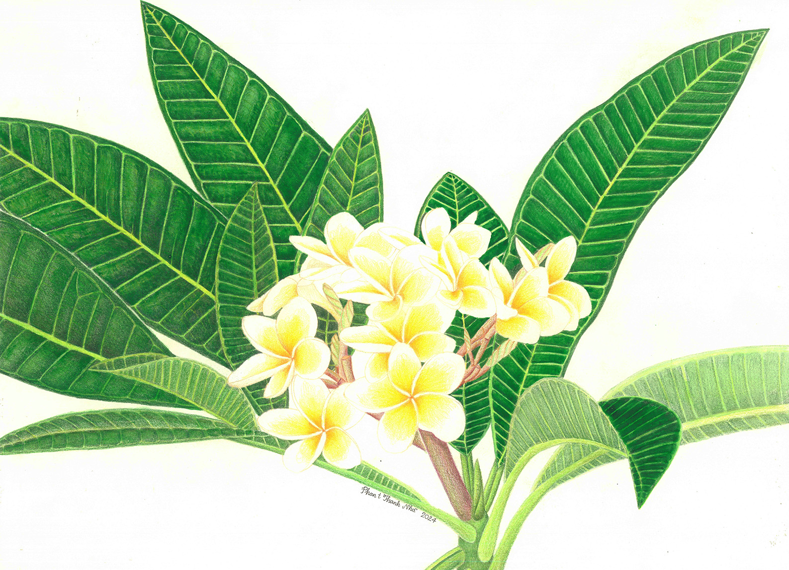 Plumeria obtusa L. - Sứ trắng