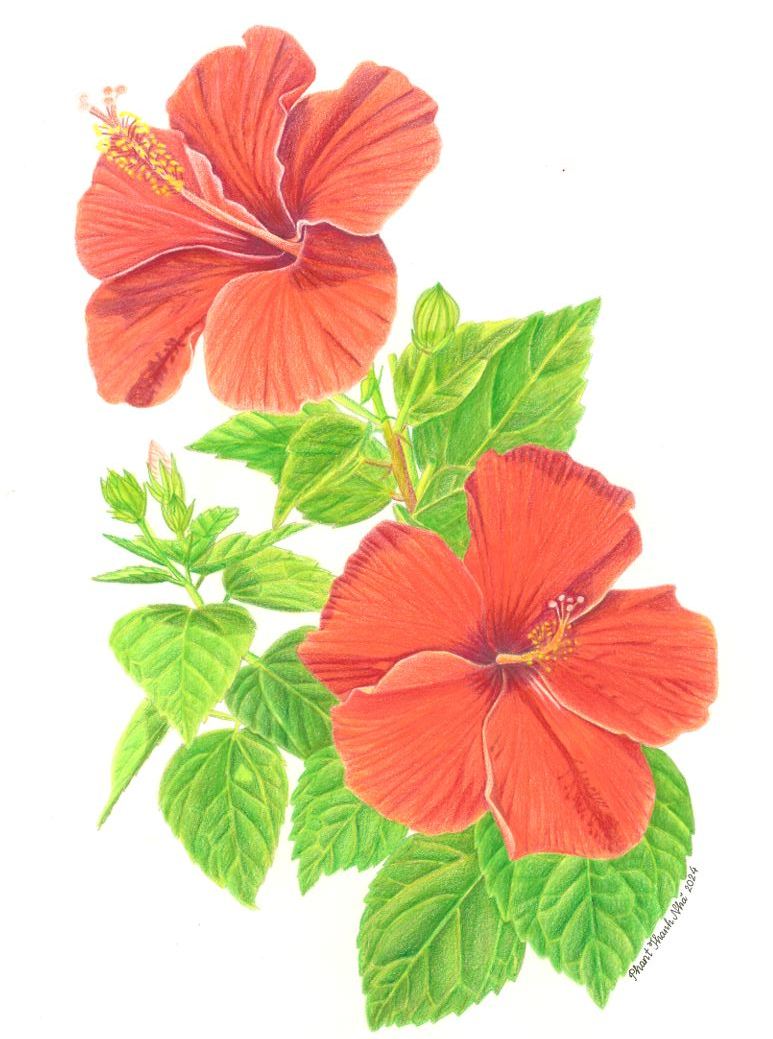 Hibiscus × rosa-sinensis L. - Dâm bụt