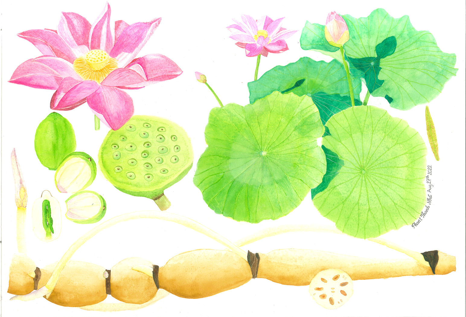 Nelumbo nucifera Gaertn. - Sen hồng