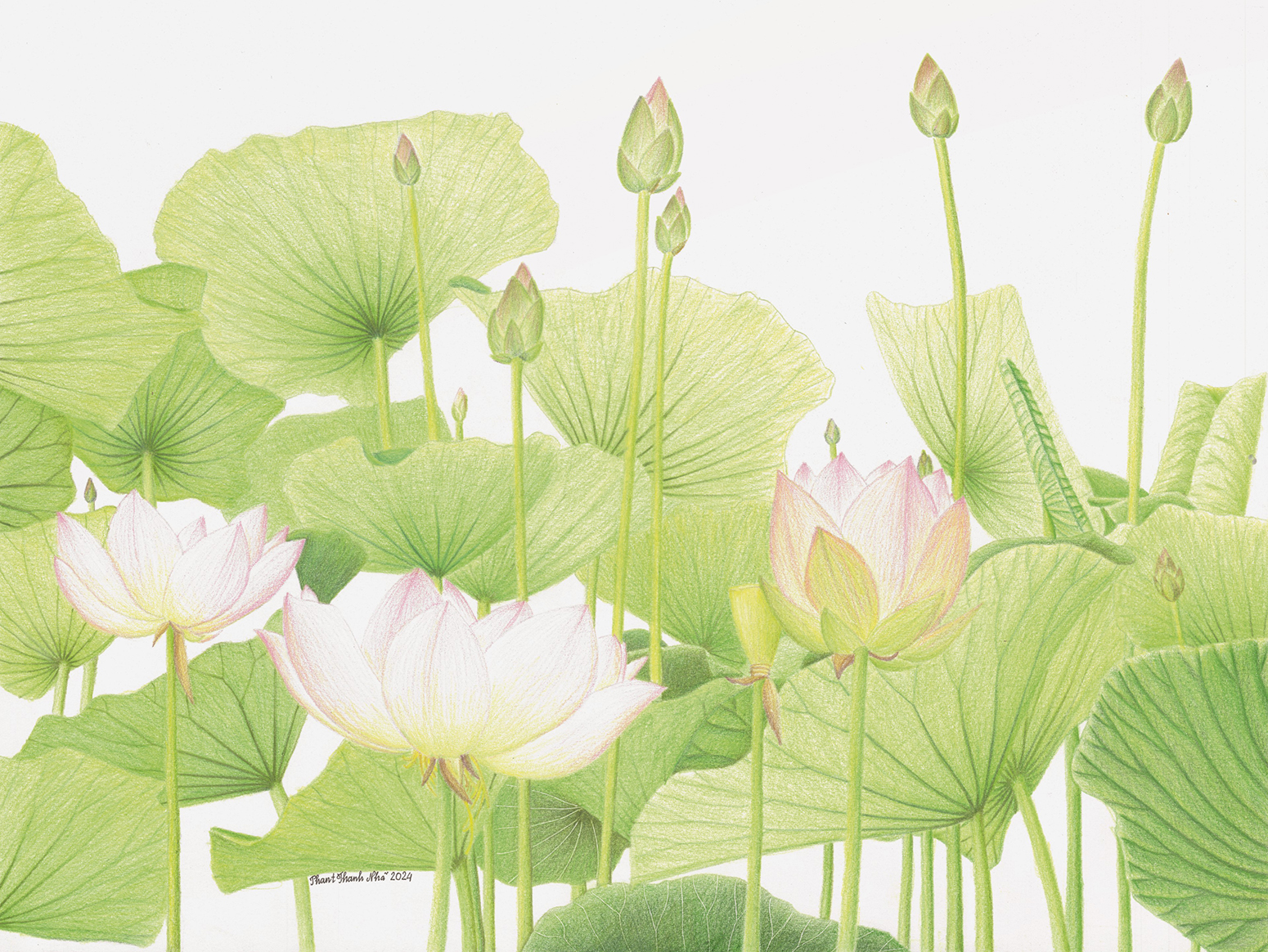 Nelumbo nucifera Gaertn. - Sen hồng