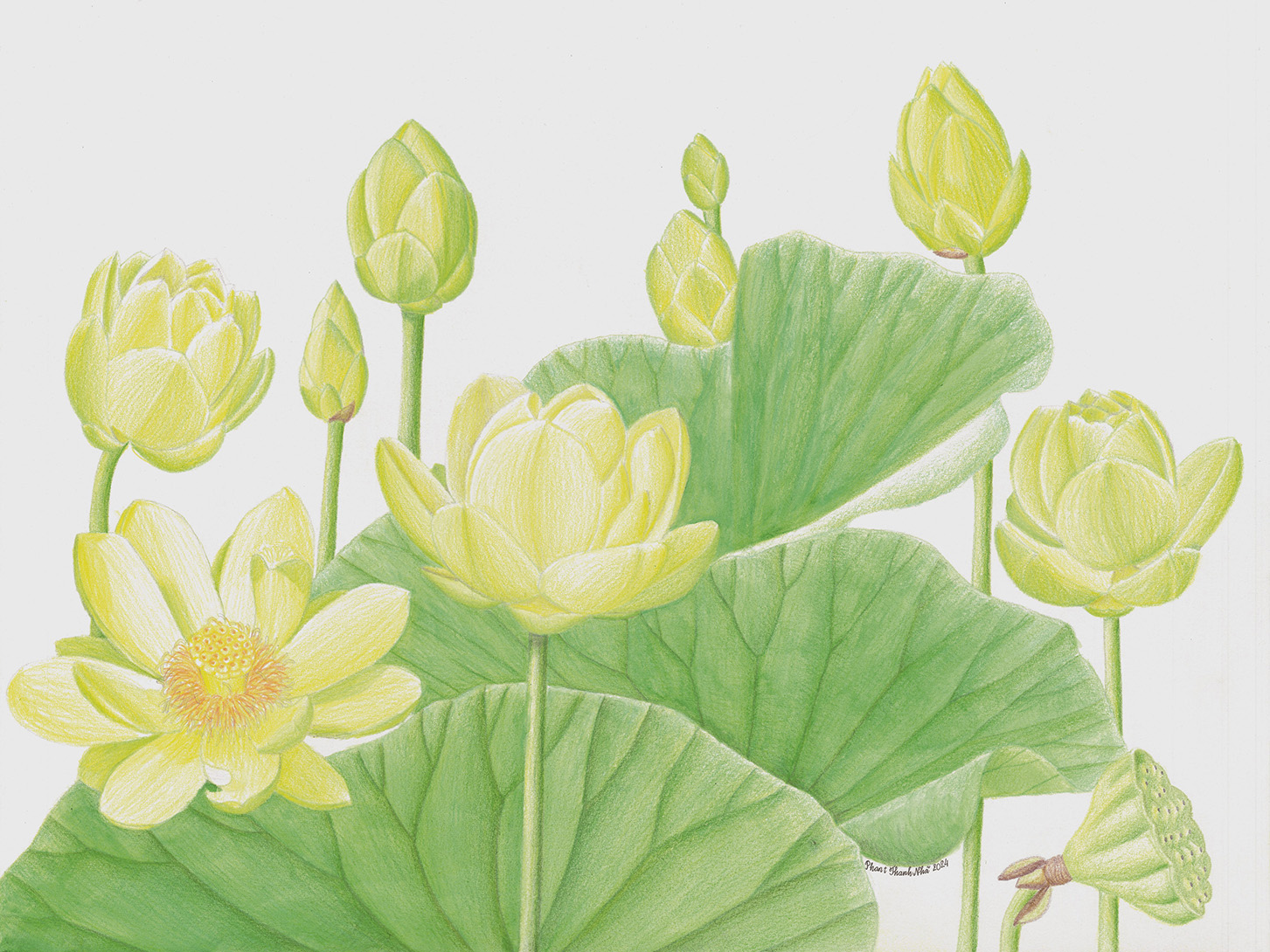 Nelumbo lutea (Willd.) Pers. - Sen vàng